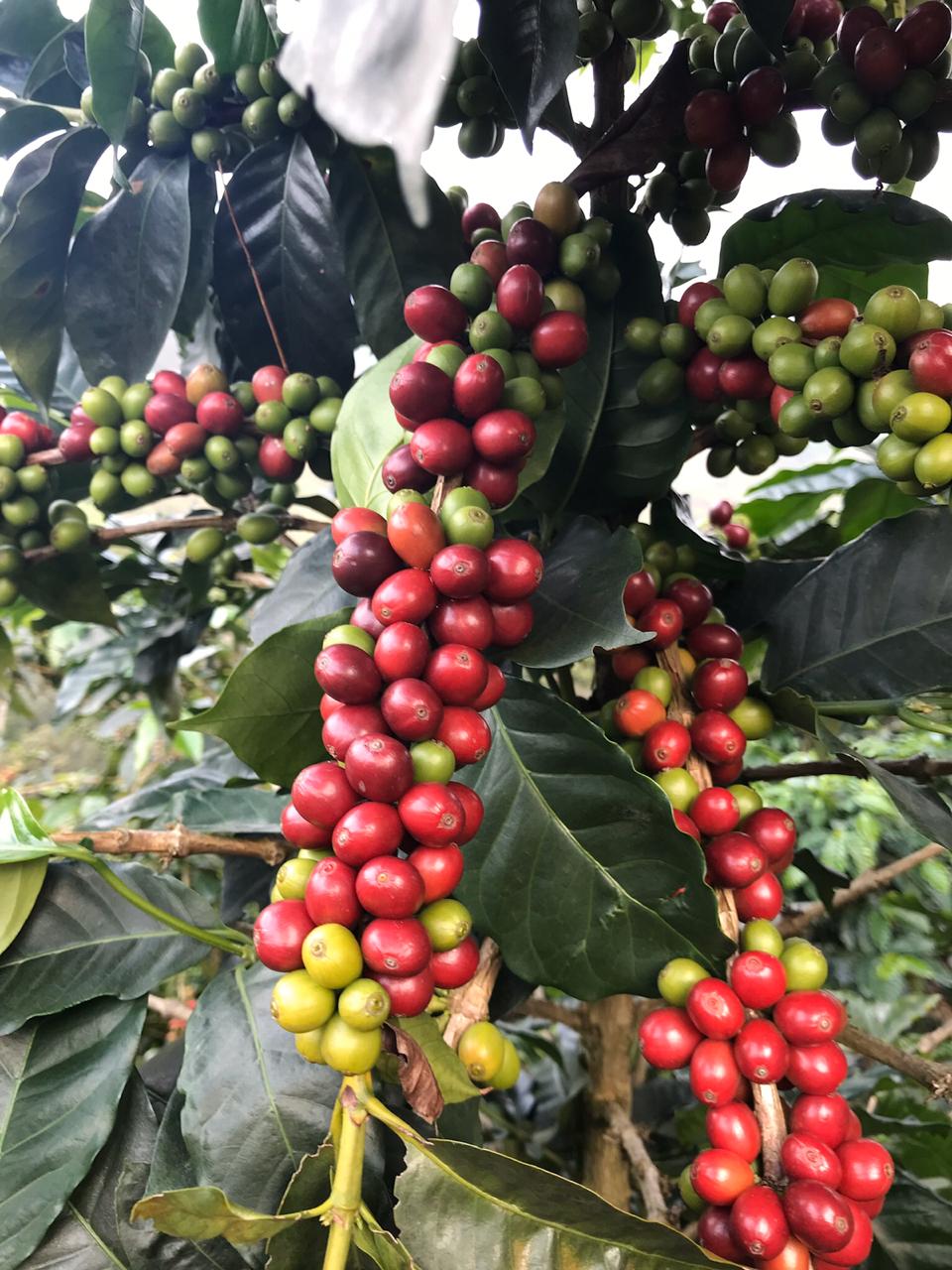 Kenya Barista Organization photo 14