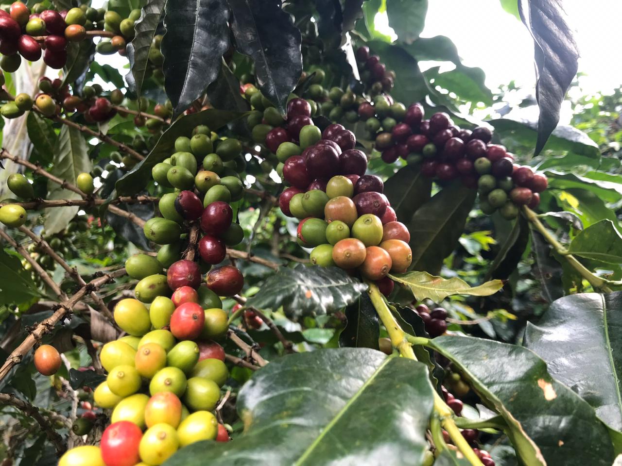 Kenya Barista Organization photo 13