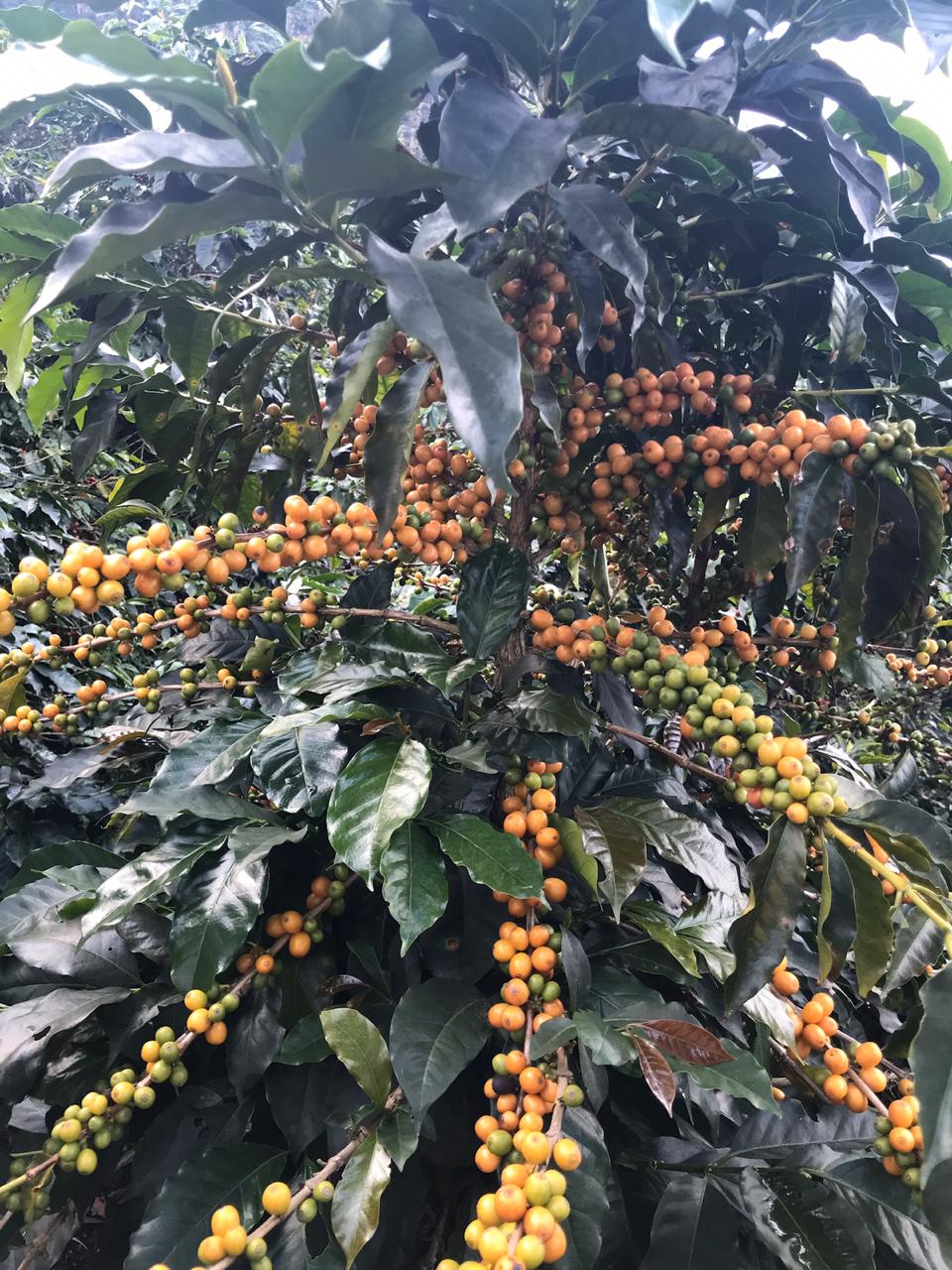 Kenya Barista Organization photo 4