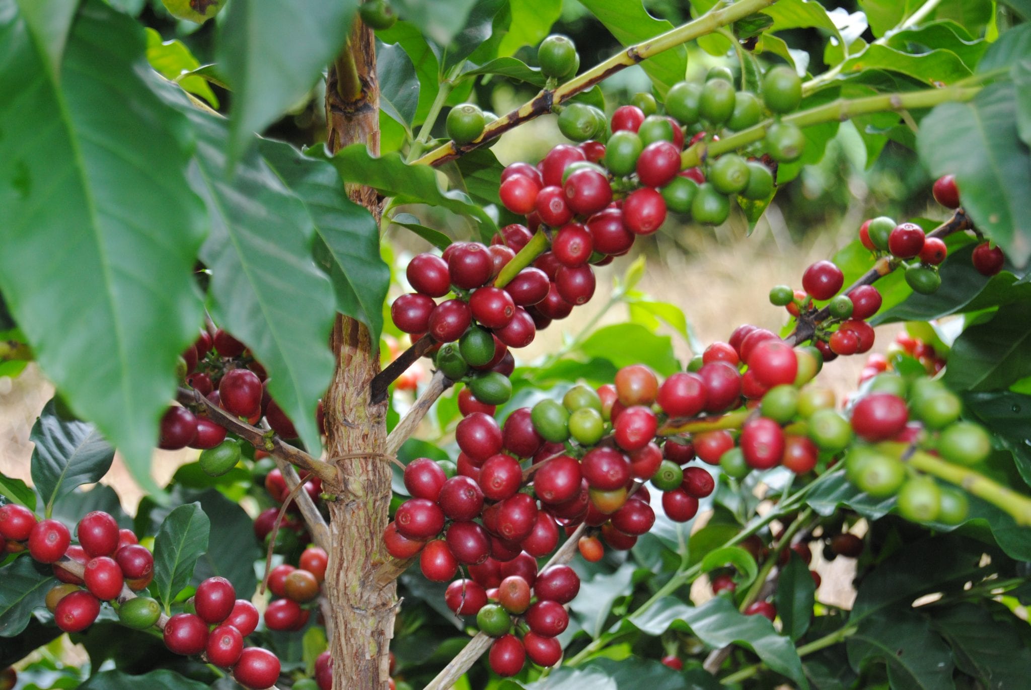 Kenya Barista Organization photo 3
